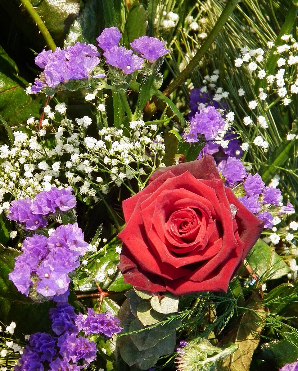 Baby's Breath photo 6