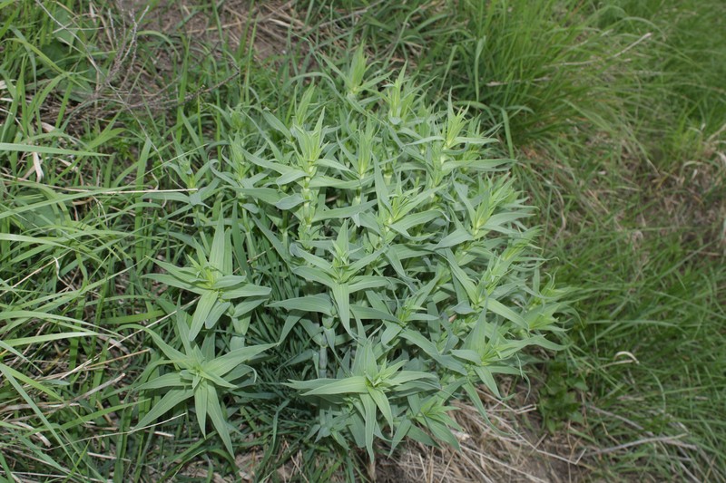 Gypsophila paniculata var. paniculata