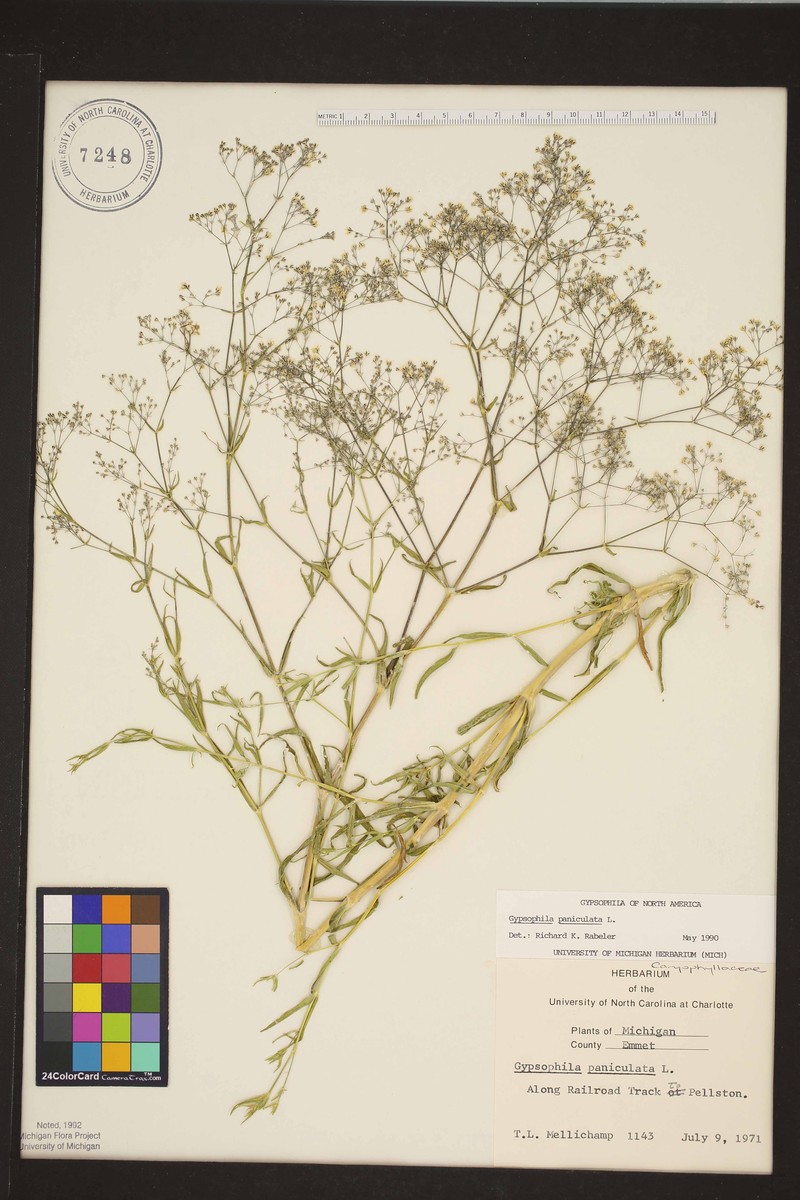 Gypsophila paniculata var. paniculata photo 2