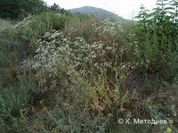 Perfoliate Baby's-Breath