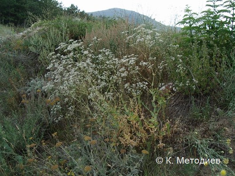 Perfoliate Baby's-Breath