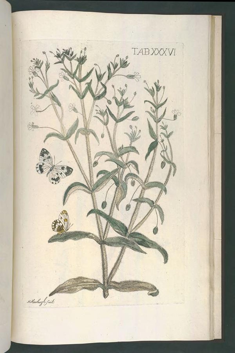 Turkish Baby's-Breath photo 4
