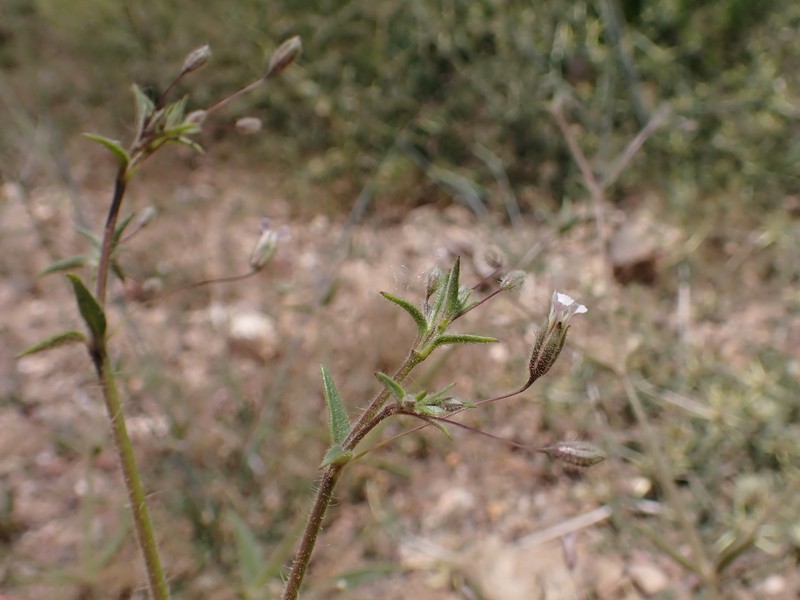 Turkish Baby's-Breath photo 5
