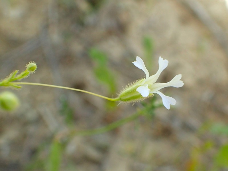 Turkish Baby's-Breath photo 6