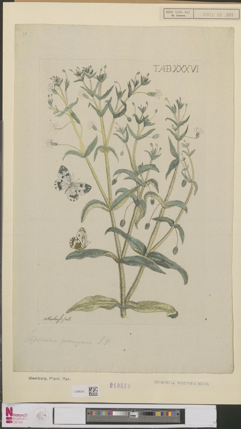 Turkish Baby's-Breath photo 7