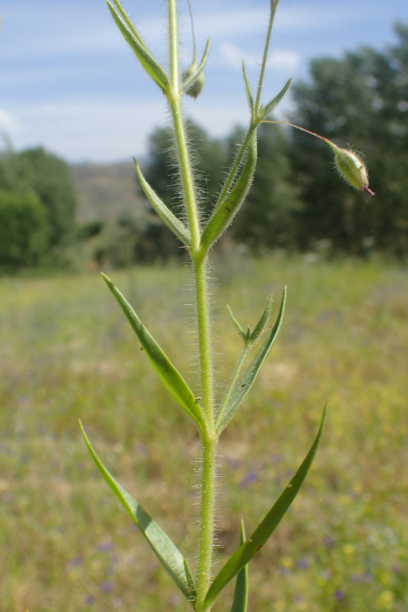 Turkish Baby's-Breath photo 3