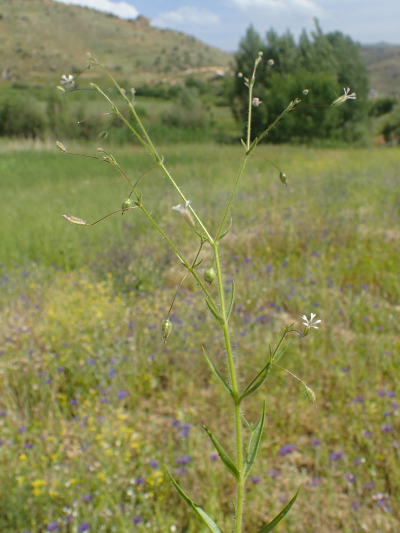 Turkish Baby's-Breath photo 8