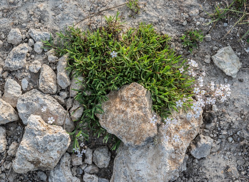 Creeping Baby's-Breath photo 2