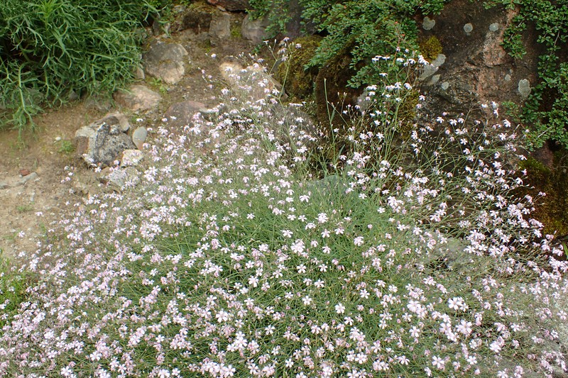 Creeping Baby's-Breath photo 3