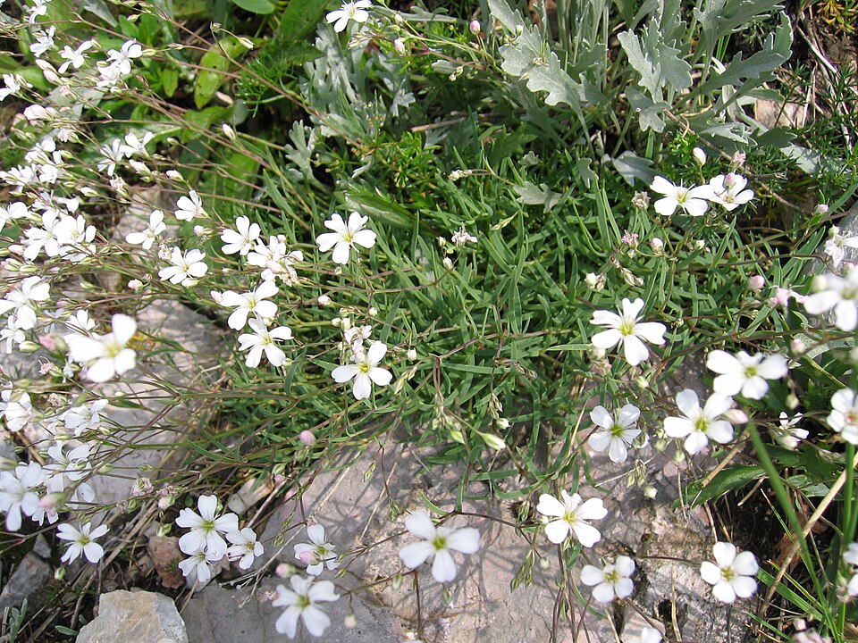 Creeping Baby's-Breath photo 4