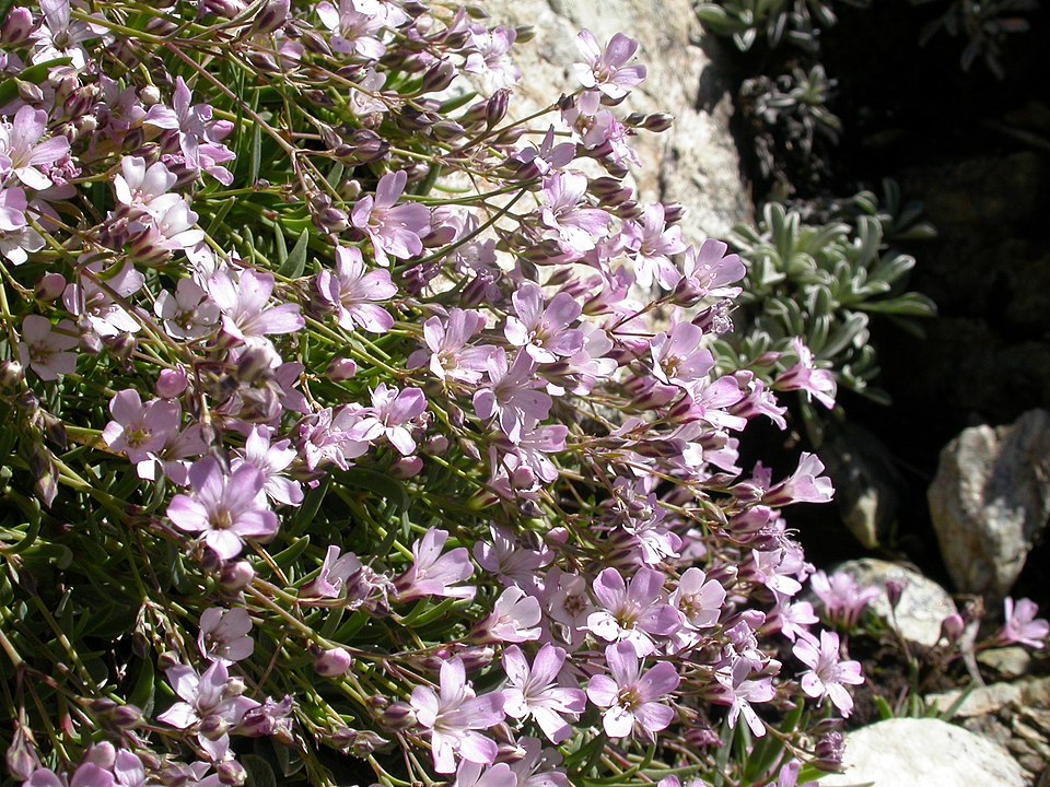 Creeping Baby's-Breath photo 5