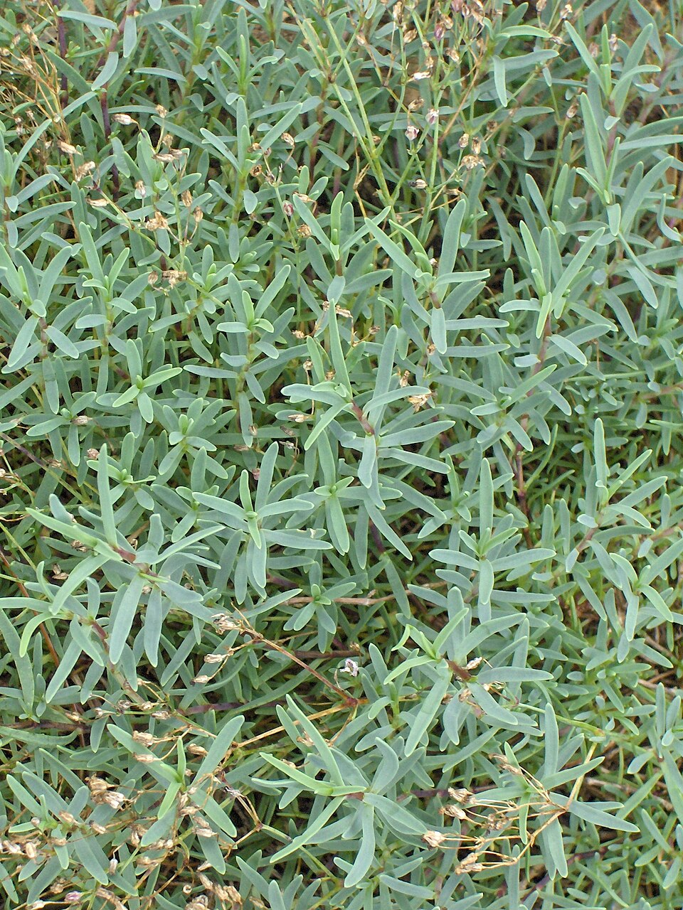 Creeping Baby's-Breath photo 6