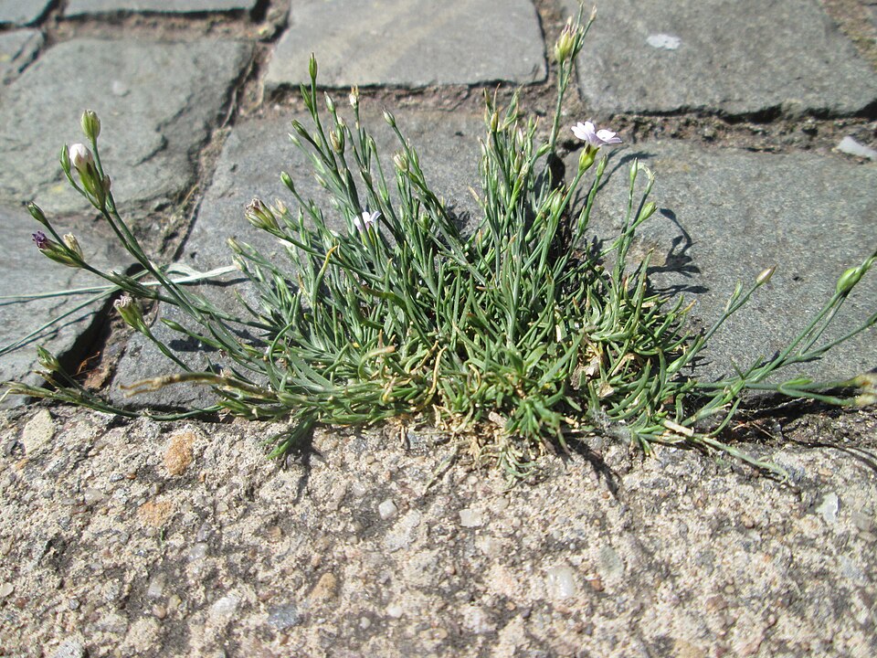 Creeping Baby's-Breath photo 7