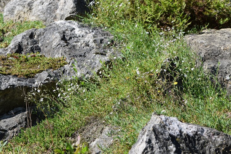 Creeping Baby's-Breath photo 8