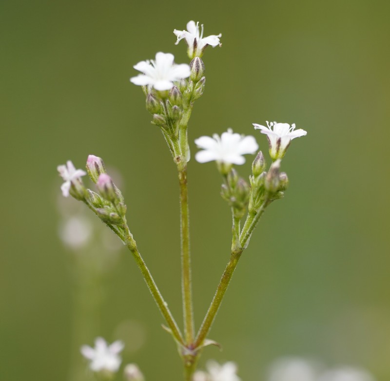 Garden Baby's-Breath