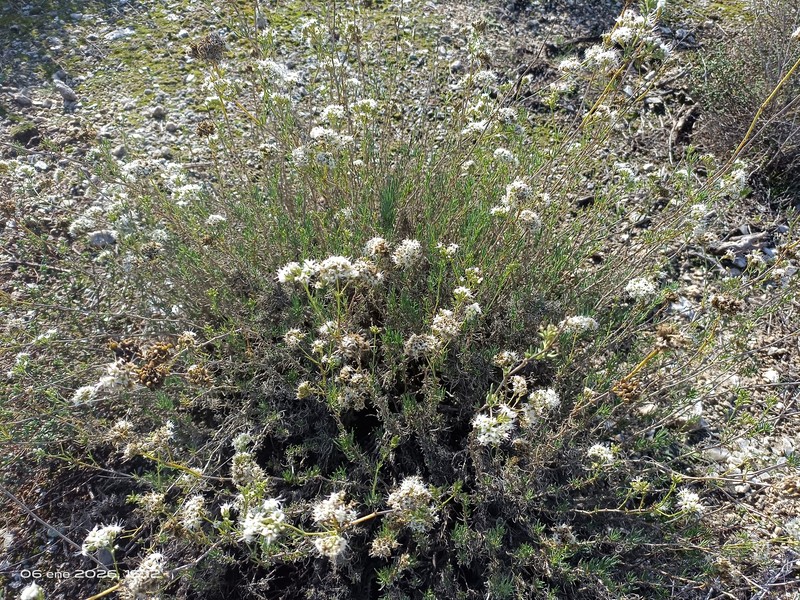 Gypsophila struthium subsp. struthium