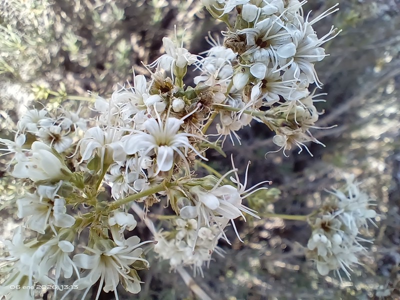 Gypsophila struthium subsp. struthium photo 2