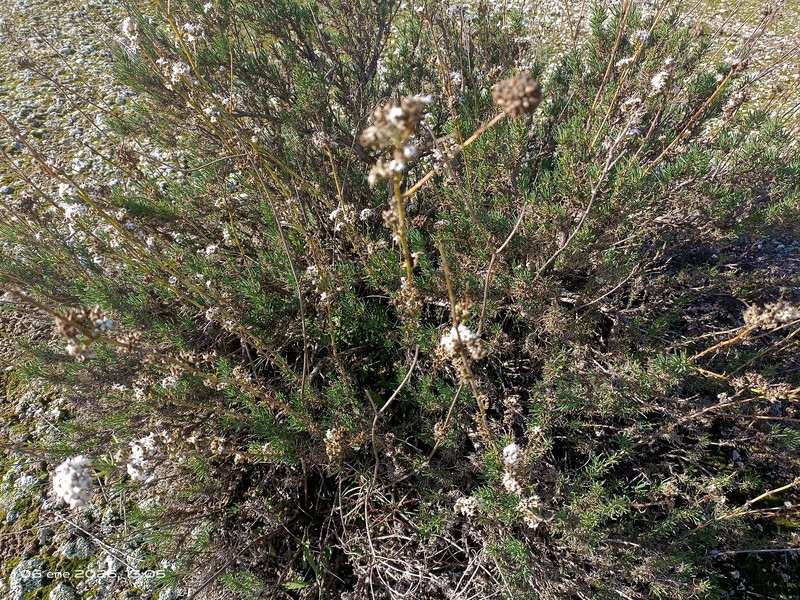 Gypsophila struthium subsp. struthium photo 3