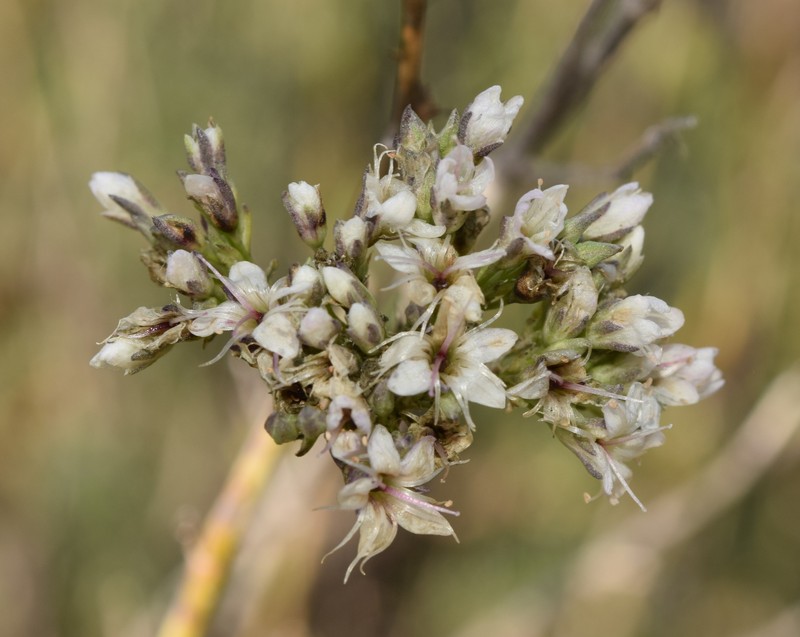 Gypsophila struthium subsp. struthium photo 4