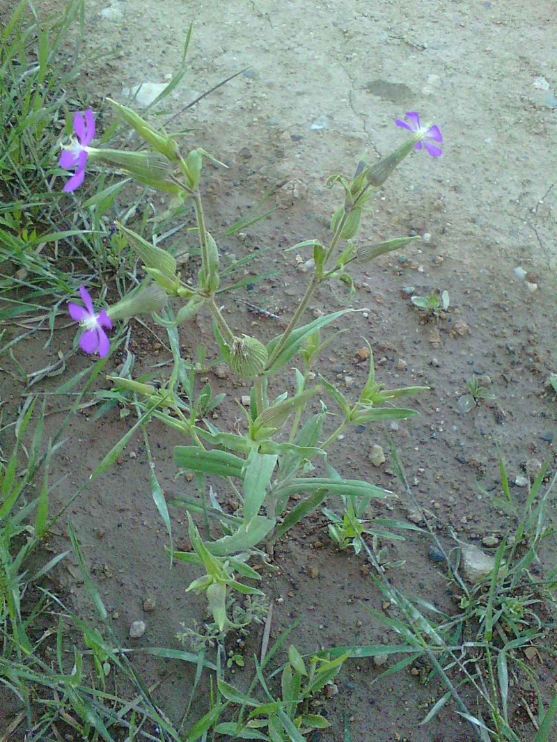Cow Soapwort photo 8