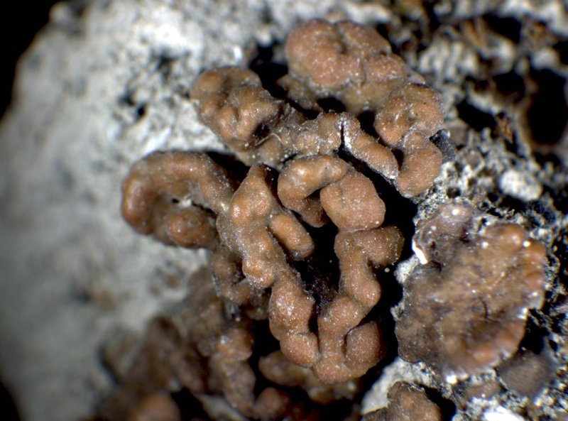 Largeleaf Gypsoplaca Lichen