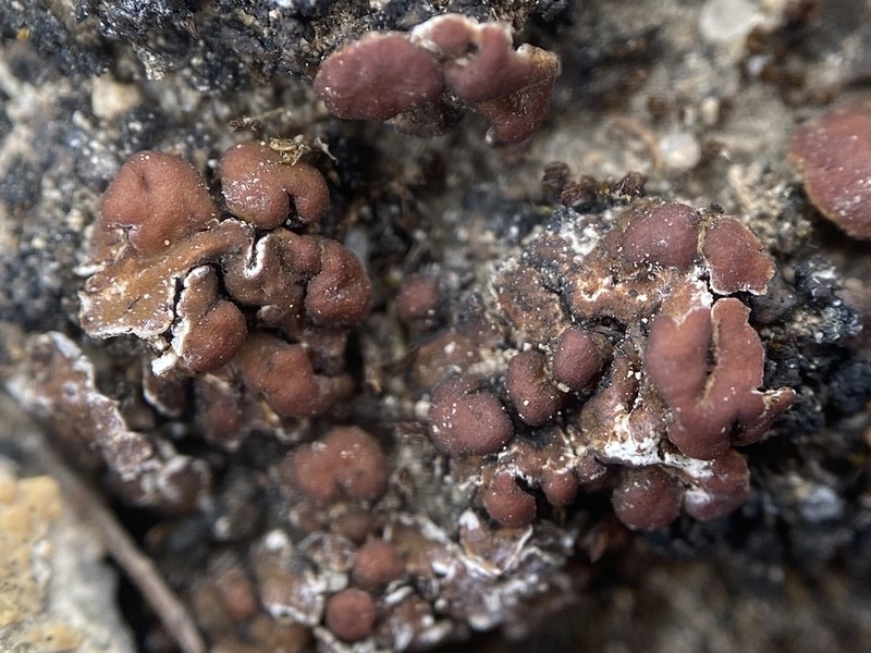 Largeleaf Gypsoplaca Lichen photo 2
