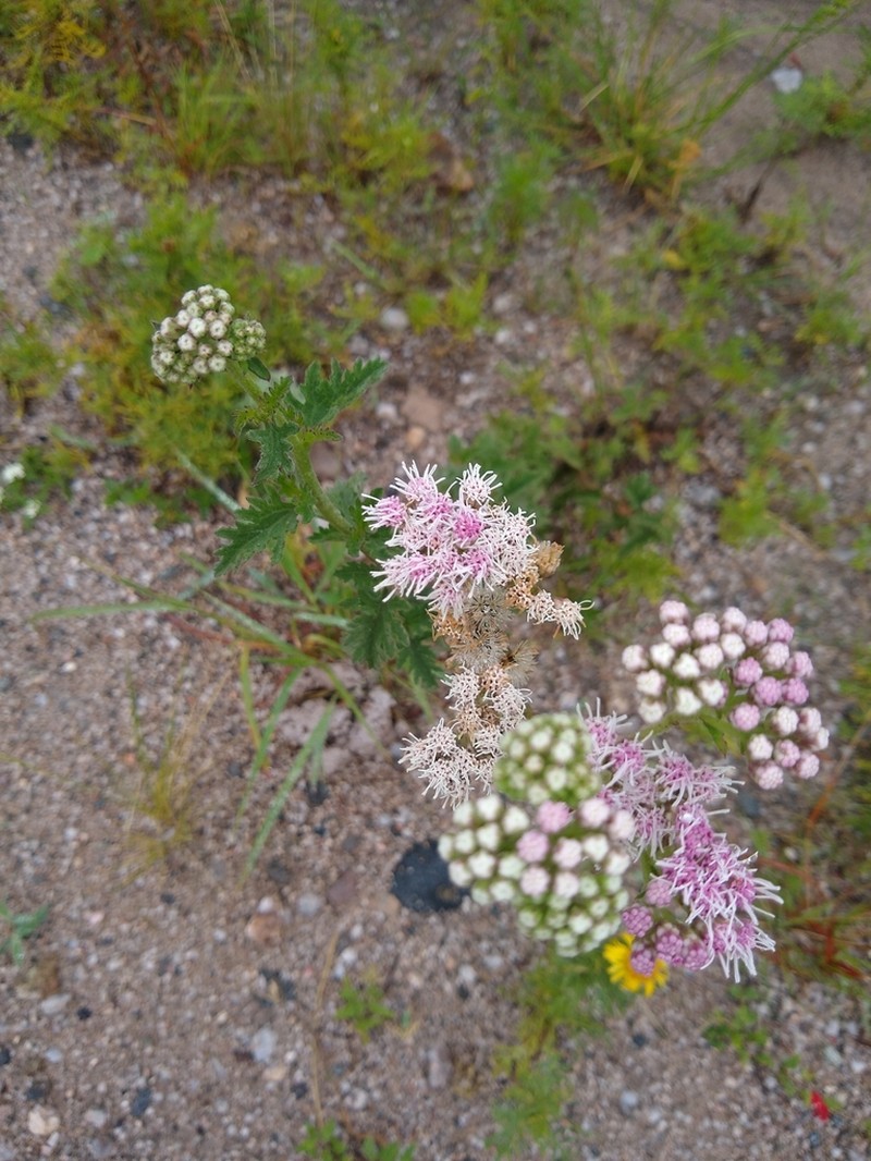 Gyptis artemisiifolia