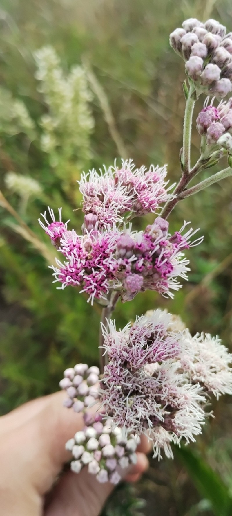 Gyptis artemisiifolia photo 2