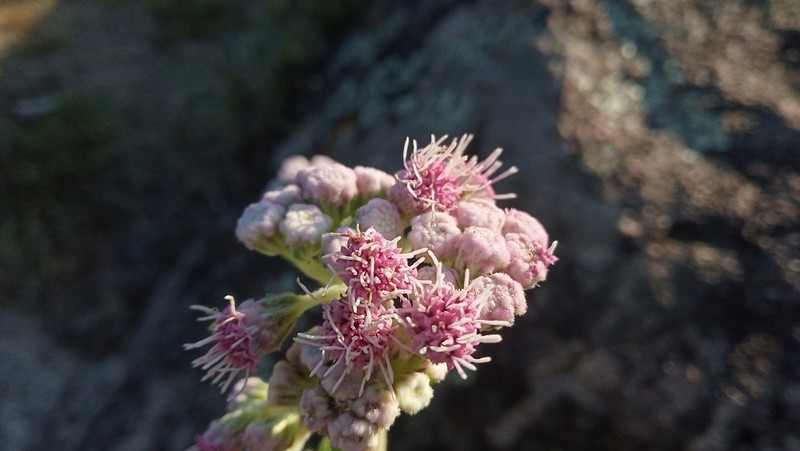 Gyptis artemisiifolia photo 3