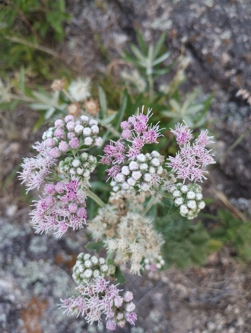 Gyptis artemisiifolia photo 4