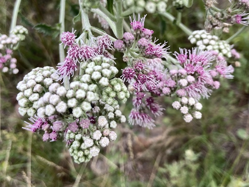 Gyptis artemisiifolia photo 5