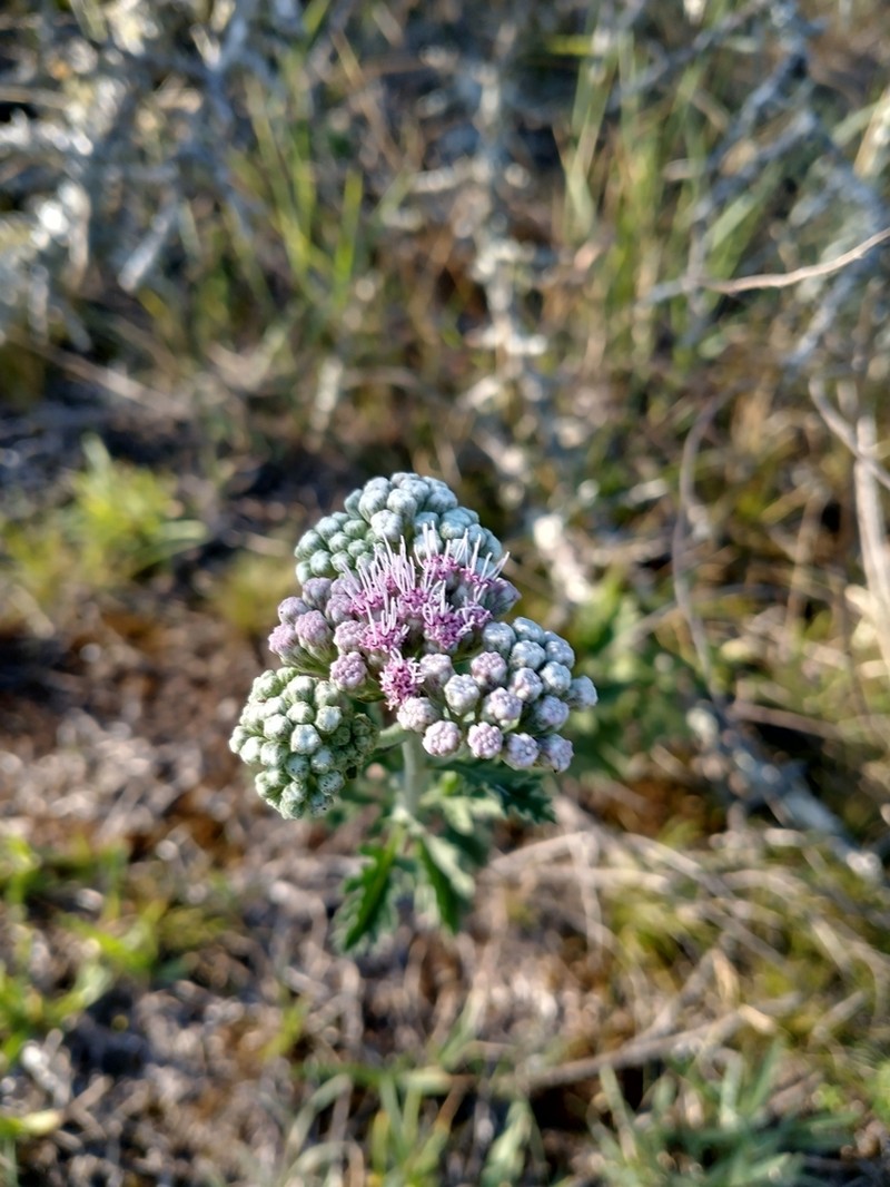 Gyptis artemisiifolia photo 6