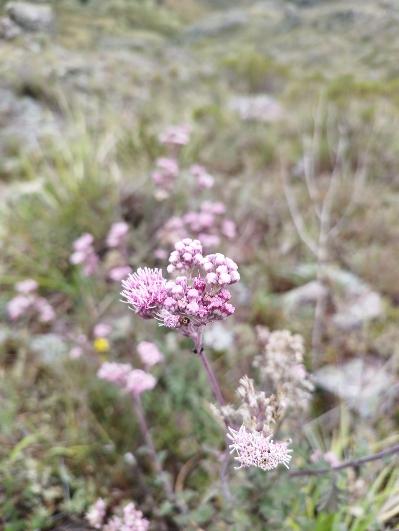 Gyptis artemisiifolia photo 7
