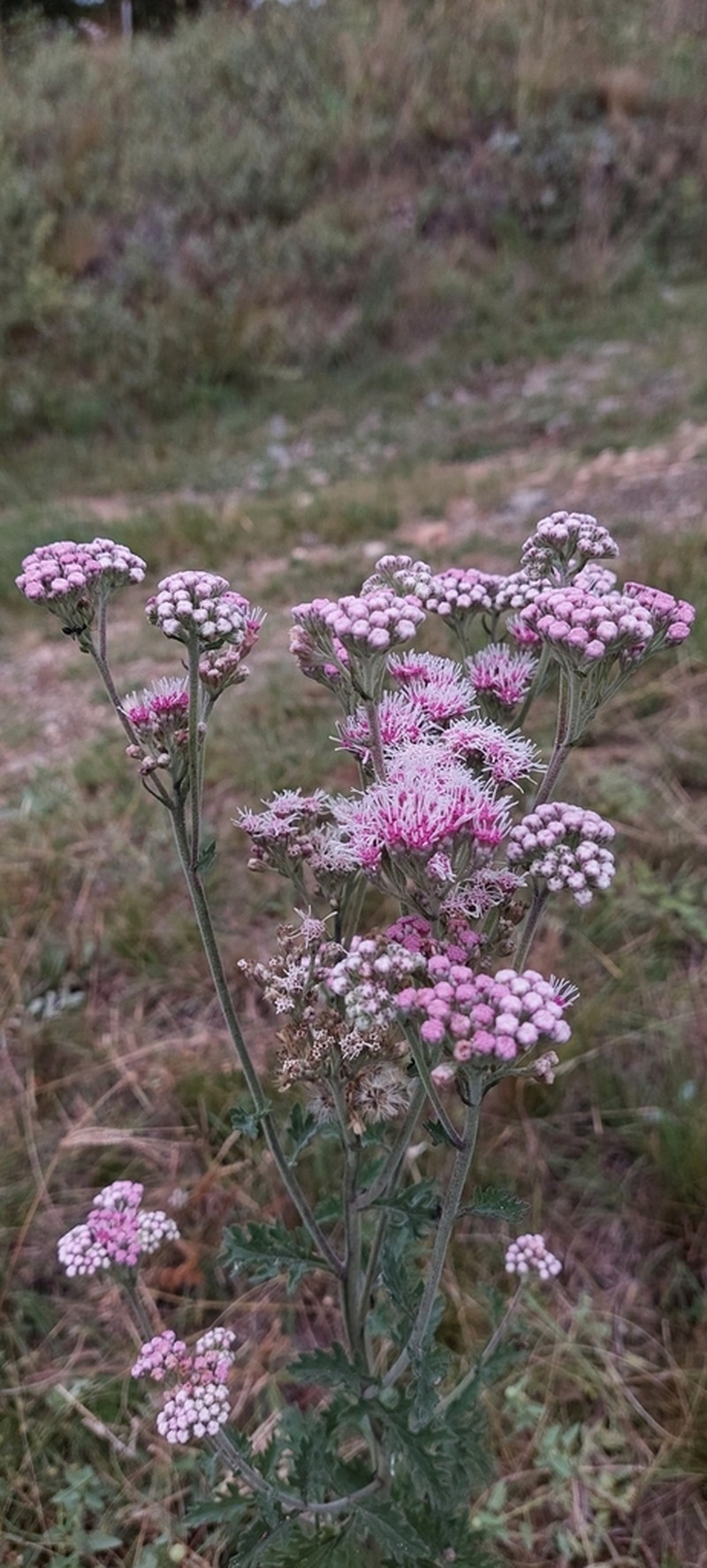 Gyptis artemisiifolia photo 8