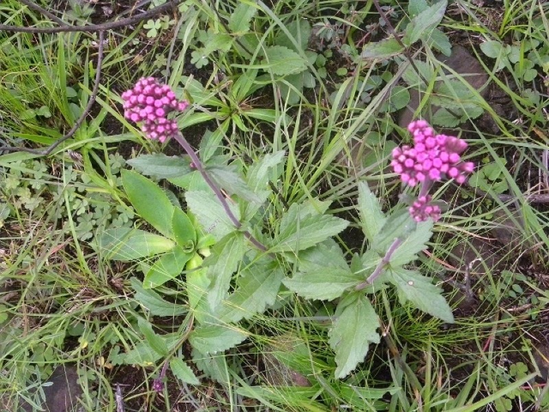 Gyptis crassipes