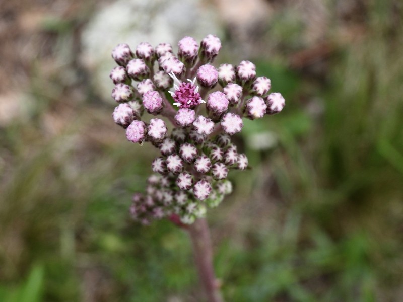 Gyptis crassipes photo 2