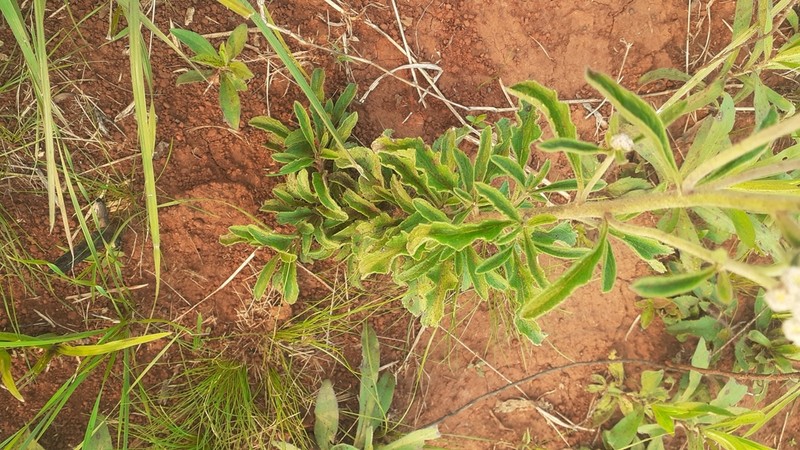 Gyptis crassipes photo 3