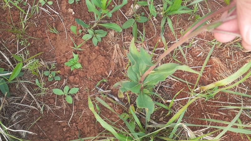 Gyptis crassipes photo 4