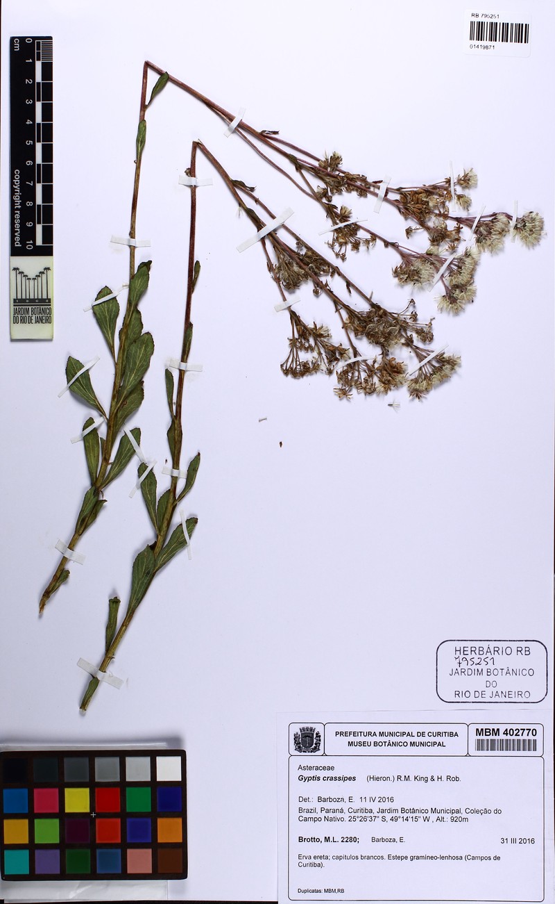Gyptis crassipes photo 5