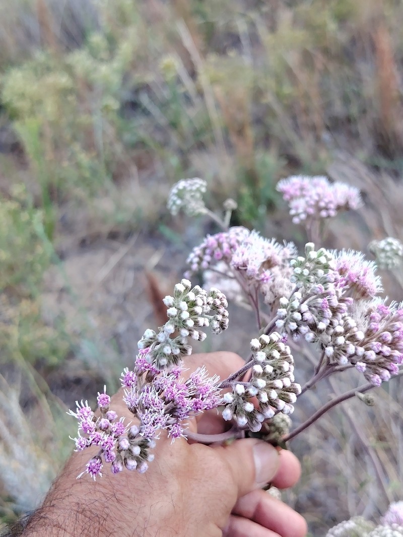 Gyptis lanigera
