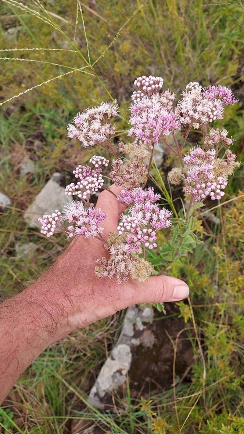 Gyptis lanigera photo 2