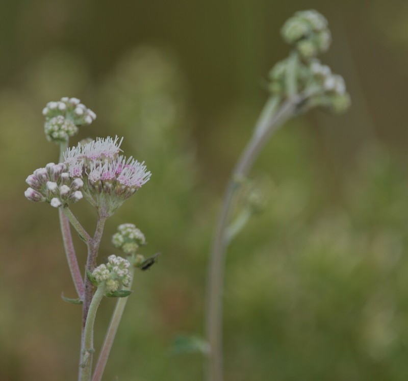 Gyptis lanigera photo 3