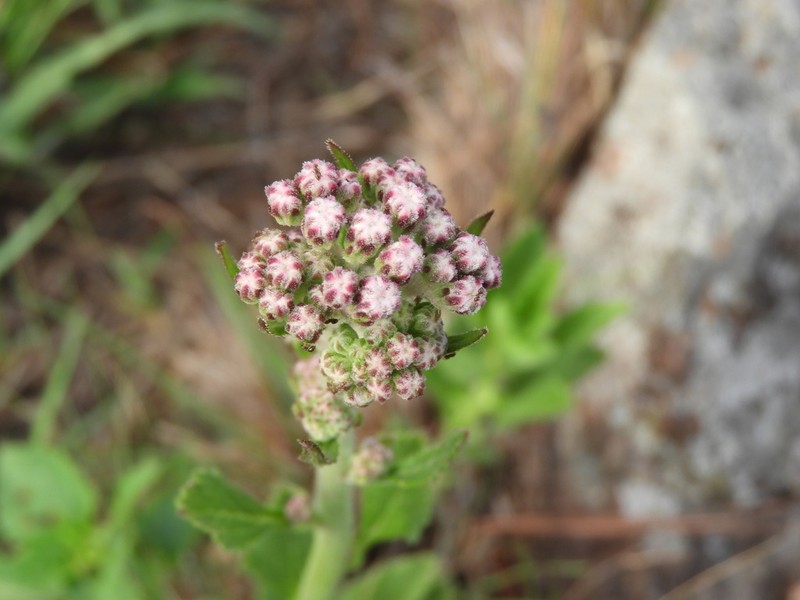 Gyptis lanigera photo 4