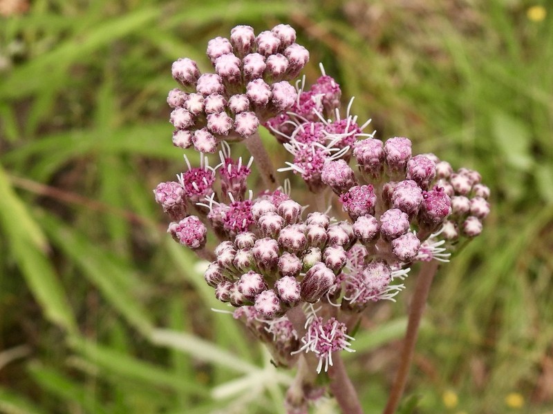 Gyptis lanigera photo 6