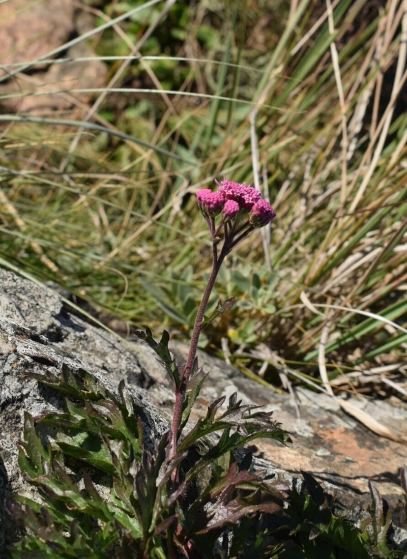 Gyptis tanacetifolia