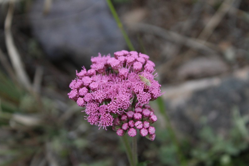 Gyptis tanacetifolia photo 2
