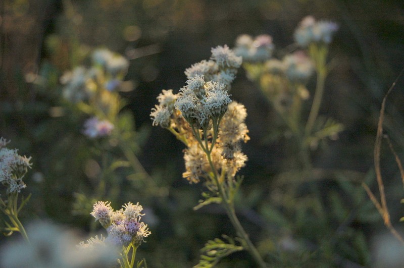 Gyptis tanacetifolia photo 3