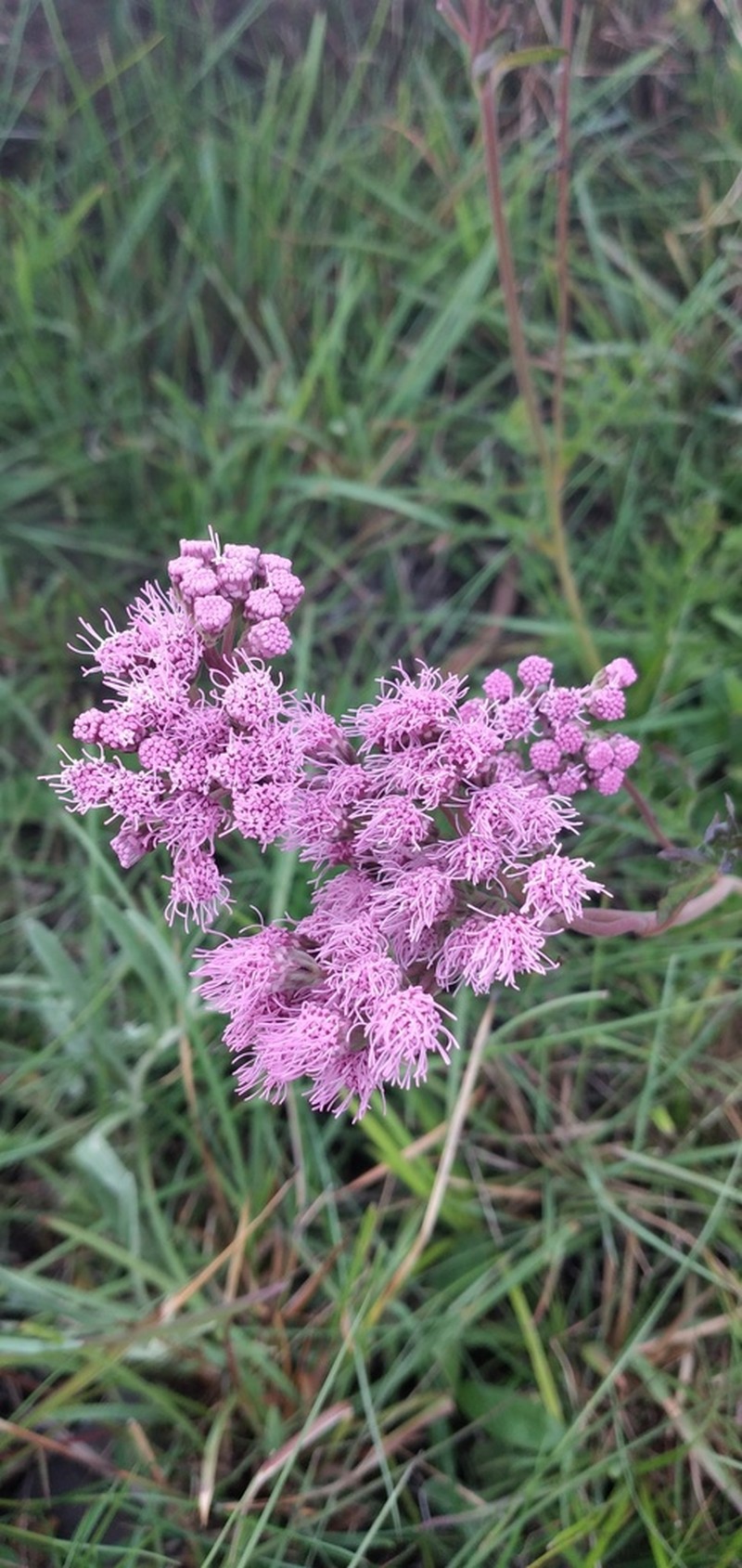 Gyptis tanacetifolia photo 4