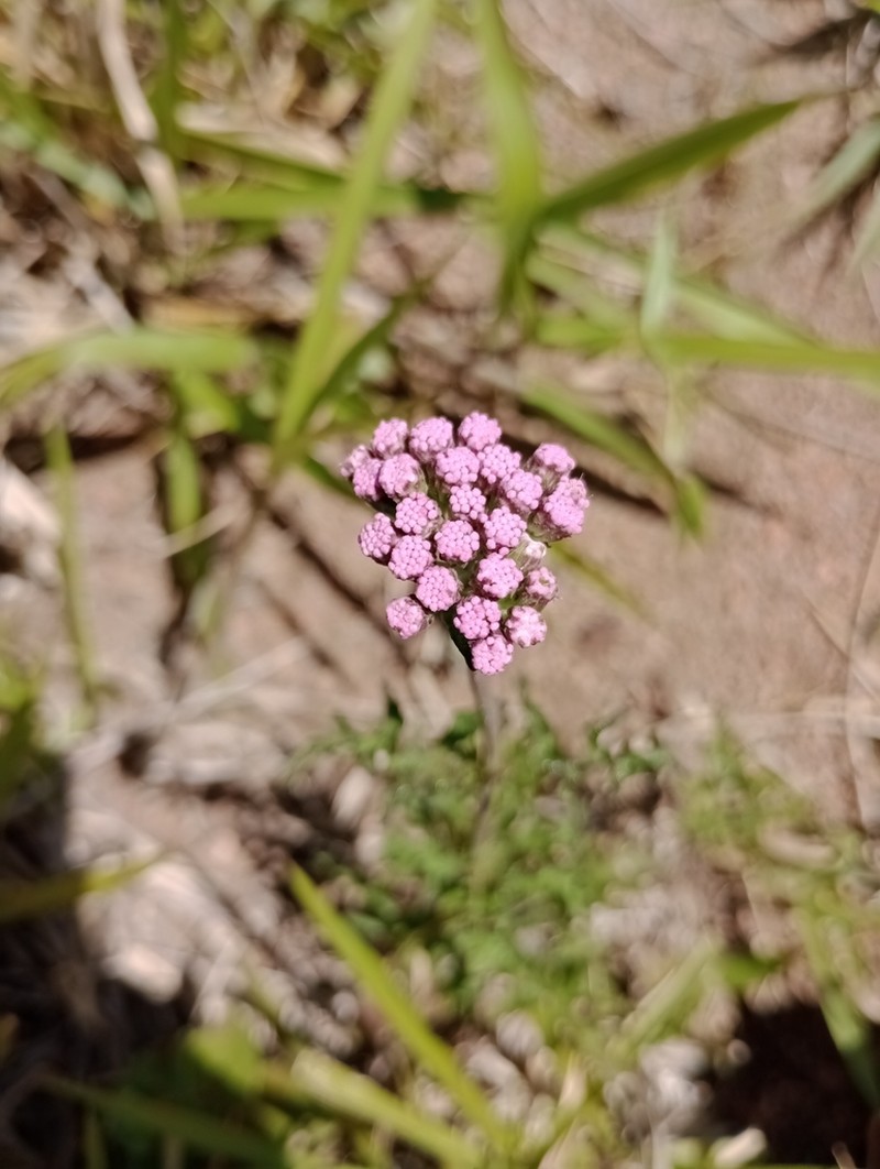 Gyptis tanacetifolia photo 5