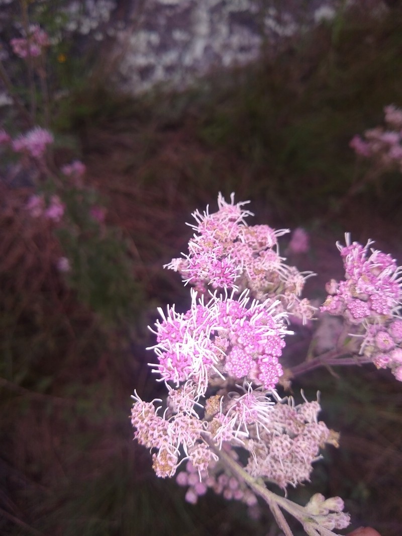 Gyptis tanacetifolia photo 6